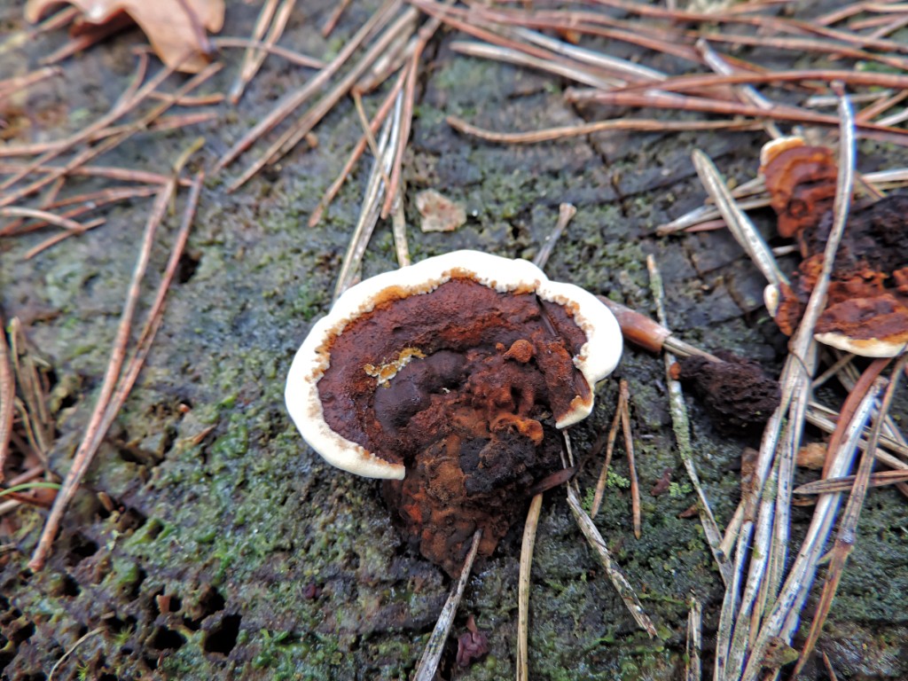 Geelbruine plaatjeshoutzwam [11590] 19-okt-2014 (Bentheimerwald, Bad Bentheim).jpg - Geelbruine Plaatjeshoutzwam [Gloeophyllum sepiarium]